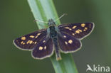 Chequered Skipper (Carterocephalus palaemon)