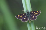 Bont dikkopje (Carterocephalus palaemon)