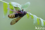 Gele Knotssprietbladwesp (Cimbex luteus)