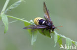 Gele Knotssprietbladwesp (Cimbex luteus)