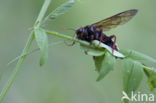 Gele Knotssprietbladwesp (Cimbex luteus)