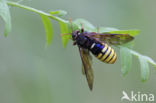 Gele Knotssprietbladwesp (Cimbex luteus)