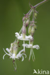 Nachtkoekoeksbloem (Silene noctiflora)