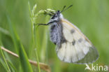 Clouded Apollo (Parnassius mnemosyne)