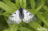 Zwarte apollovlinder (Parnassius mnemosyne)