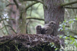 Eurasian Eagle-Owl (Bubo bubo)