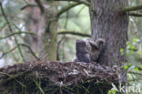 Eurasian Eagle-Owl (Bubo bubo)