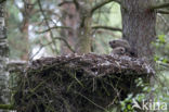 Eurasian Eagle-Owl (Bubo bubo)