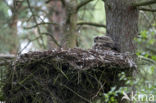 Eurasian Eagle-Owl (Bubo bubo)