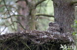 Eurasian Eagle-Owl (Bubo bubo)