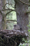 Eurasian Eagle-Owl (Bubo bubo)