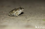 Common Spadefoot Toad (Pelobates fuscus)