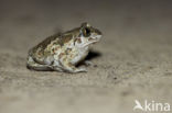 Common Spadefoot Toad (Pelobates fuscus)