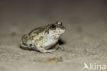 Common Spadefoot Toad (Pelobates fuscus)