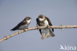 Bank Swallow (Riparia riparia)