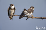 Bank Swallow (Riparia riparia)