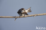 Bank Swallow (Riparia riparia)