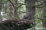 Eurasian Eagle-Owl (Bubo bubo)