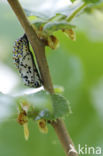 Roodbonte parelmoervlinder (Euphydryas maturna)