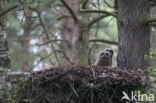 Eurasian Eagle-Owl (Bubo bubo)