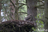 Eurasian Eagle-Owl (Bubo bubo)