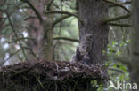 Eurasian Eagle-Owl (Bubo bubo)