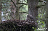 Eurasian Eagle-Owl (Bubo bubo)