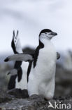 Bearded penguin