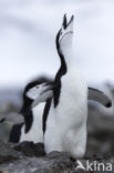 Bearded penguin