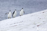 Bearded penguin