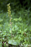 Grote keverorchis (Neottia ovata