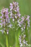 Vleeskleurige orchis (Dactylorhiza incarnata)