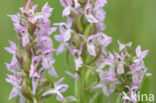 Vleeskleurige orchis (Dactylorhiza incarnata)