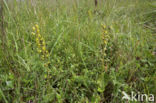 Grote keverorchis (Neottia ovata