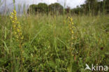 Grote keverorchis (Neottia ovata