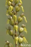 Common Twayblade (Neottia ovata