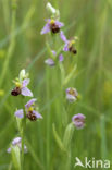 Bee Orchid (Ophrys apifera)