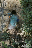 Kingfisher (Alcedo atthis)