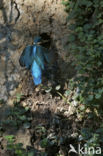 IJsvogel (Alcedo atthis)