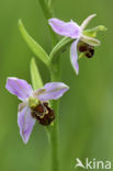 Bee Orchid (Ophrys apifera)