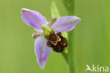 Bijenorchis (Ophrys apifera)