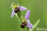 Bijenorchis (Ophrys apifera)