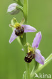 Bee Orchid (Ophrys apifera)