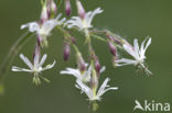 Nachtkoekoeksbloem (Silene noctiflora)