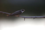 Bank Swallow (Riparia riparia)