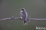 Bank Swallow (Riparia riparia)