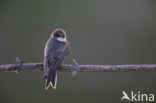 Oeverzwaluw (Riparia riparia)