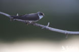 Bank Swallow (Riparia riparia)