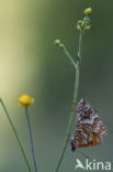 Glanville Fritellary (Melitaea cinxia)