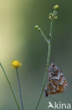 Veldparelmoervlinder (Melitaea cinxia)